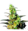 Sweet Seeds - New York City Diesel CBD - Feminized Seeds