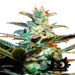 Sweet Seeds - NYC Diesel - Feminized Seeds