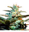 Sweet Seeds - NYC Diesel - Feminized Seeds