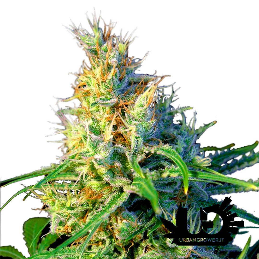 Sweet Seeds - Psicodelicia - Feminized Seeds