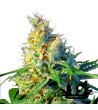 Sweet Seeds - Psicodelicia - Feminized Seeds