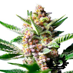 Sweet Seeds - Purple Punch OG - Feminized Seeds