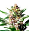 Sweet Seeds - Purple Punch OG - Feminized Seeds