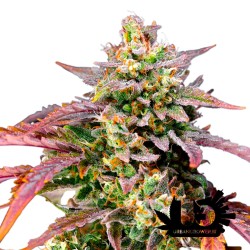 Sweet Seeds - Purple Punch OG XL Auto - Autoflowering seeds