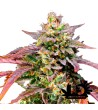 Sweet Seeds - Purple Punch OG XL Auto - Autoflowering seeds