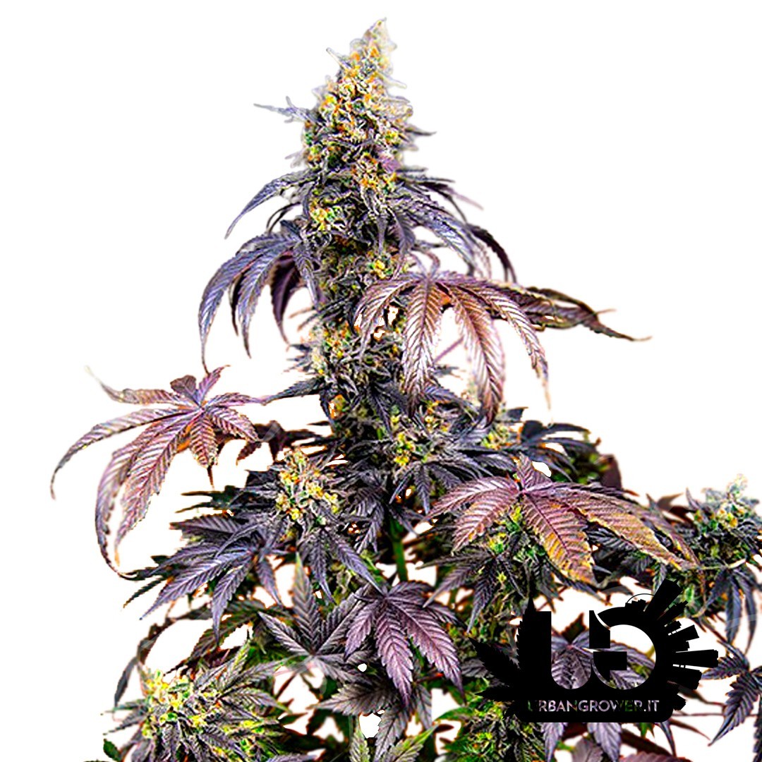 Sweet Seeds - Red Gorilla XL Auto - Semi autofiorenti