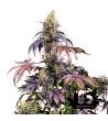 Sweet Seeds - Red Gorilla XL Auto - Autoflowering seeds