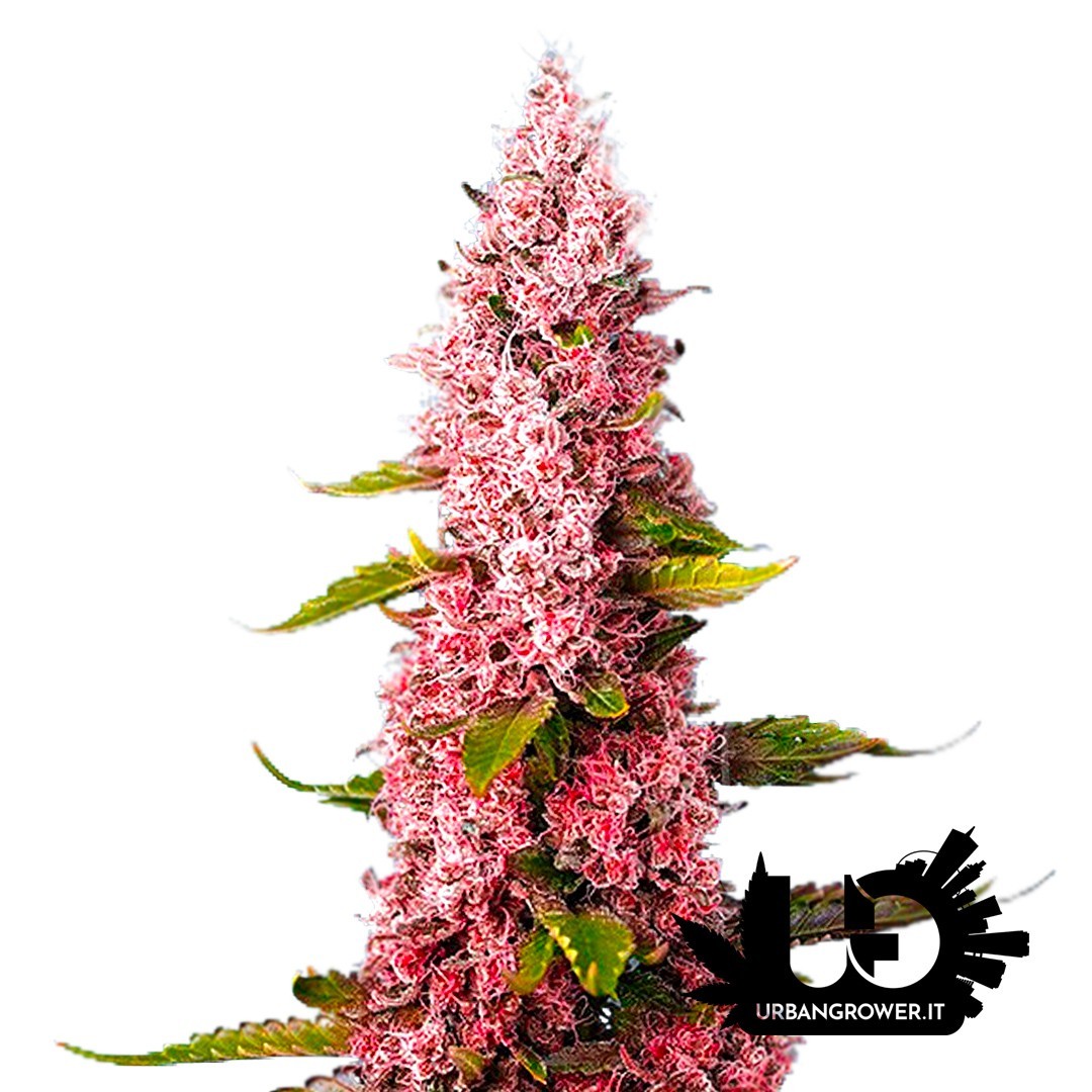 Sweet Seeds - Red Hot Cookies - Semi femminizzati