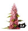 Sweet Seeds - Red Hot Cookies - Semi femminizzati