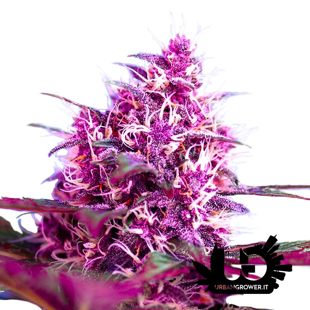 Sweet Seeds - Red Poison Auto - Autoflowering Seeds