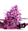 Sweet Seeds - Red Poison Auto - Autoflowering Seeds