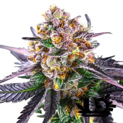 Sweet Seeds - Red Strawberry Banana Auto - Semi autofiorenti