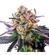 Sweet Seeds - Red Strawberry Banana Auto - Semi autofiorenti