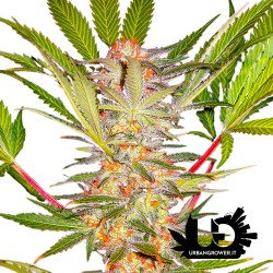 Sweet Seeds - S.A.D. Sweet Afgani Delicious F1 Fast Version - Semi femminizzati