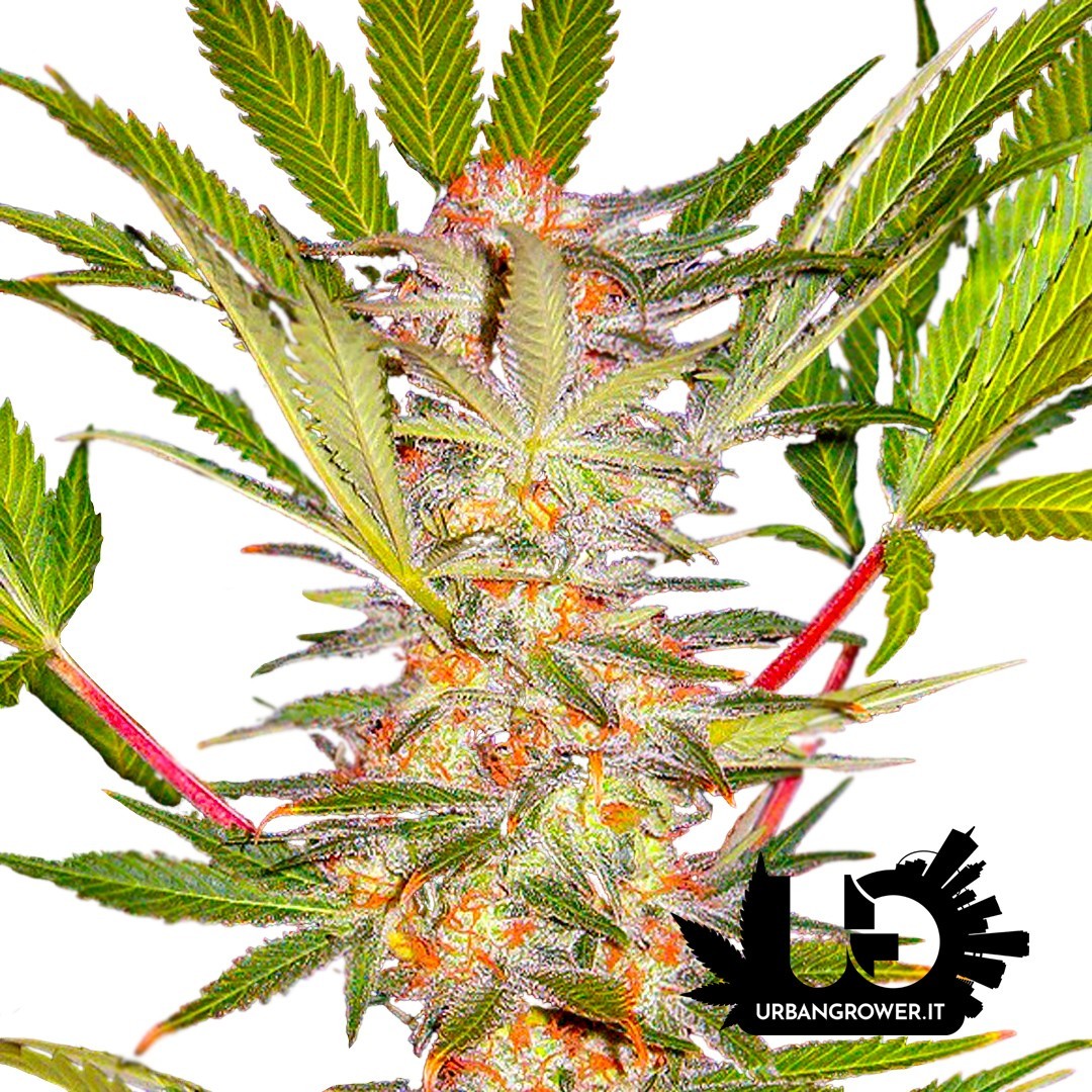 Sweet Seeds - SAD Sweet Afgani Delicious F1 Fast Version - Feminized Seeds