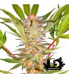 Sweet Seeds - S.A.D. Sweet Afgani Delicious F1 Fast Version - Semi femminizzati