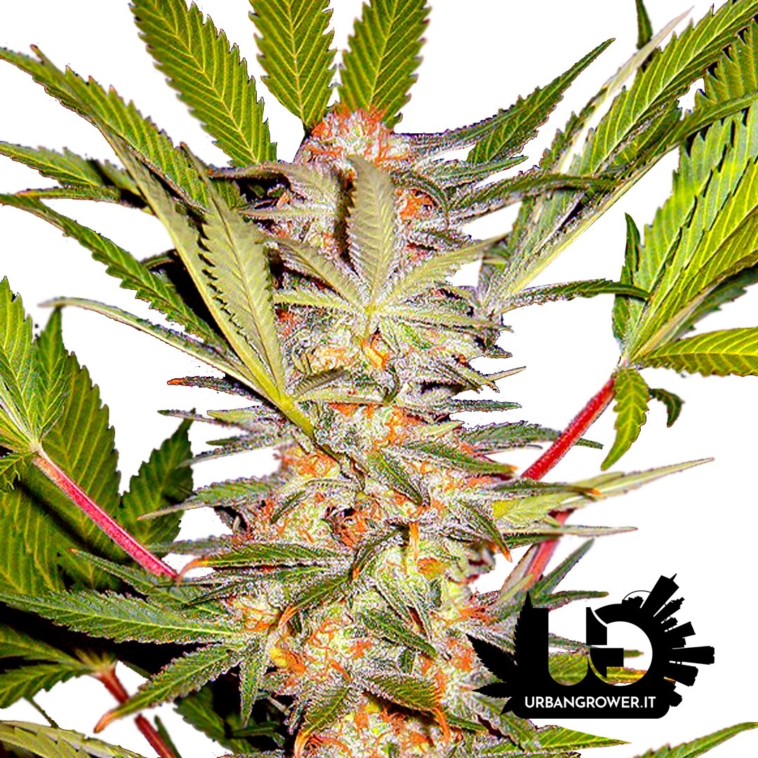 Sweet Seeds - S.A.D. Sweet Afgani Delicious S1 - Semi femminizzati