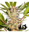 Sweet Seeds - S.A.D. Sweet Afgani Delicious S1 - Semi femminizzati