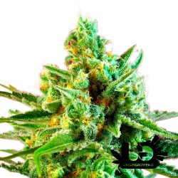 Sweet Seeds - S.A.D. Sweet Afgani Delicious CBD - Semi femminizzati