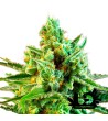 Sweet Seeds - S.A.D. Sweet Afgani Delicious CBD - Semi femminizzati