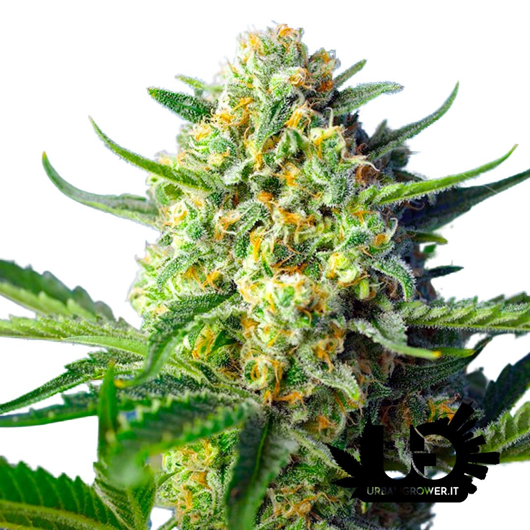 Sweet Seeds - S.A.D. Sweet Afgani Delicios Auto - Semi autofiorenti