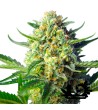 Sweet Seeds - S.A.D. Sweet Afgani Delicios Auto - Semi autofiorenti