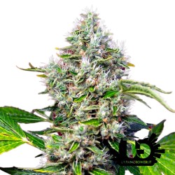 Sweet Seeds - San Fernando Lemon Kush