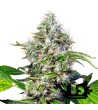 Sweet Seeds - San Fernando Lemon Kush