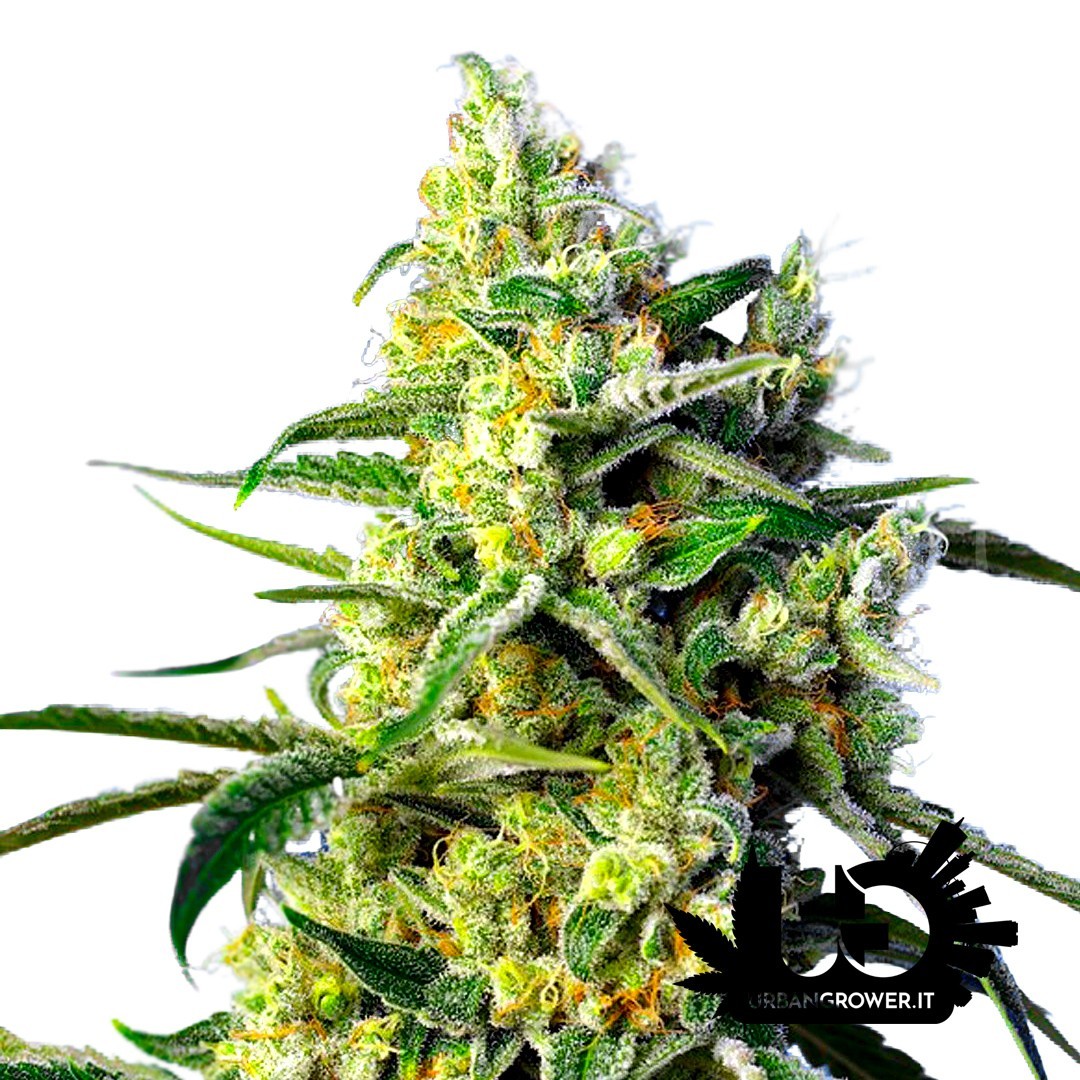 Sweet Seeds - Sweet Amnesia Haze - Autoflowering Seeds