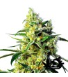 Sweet Seeds - Sweet Amnesia Haze - Semi autofiorenti