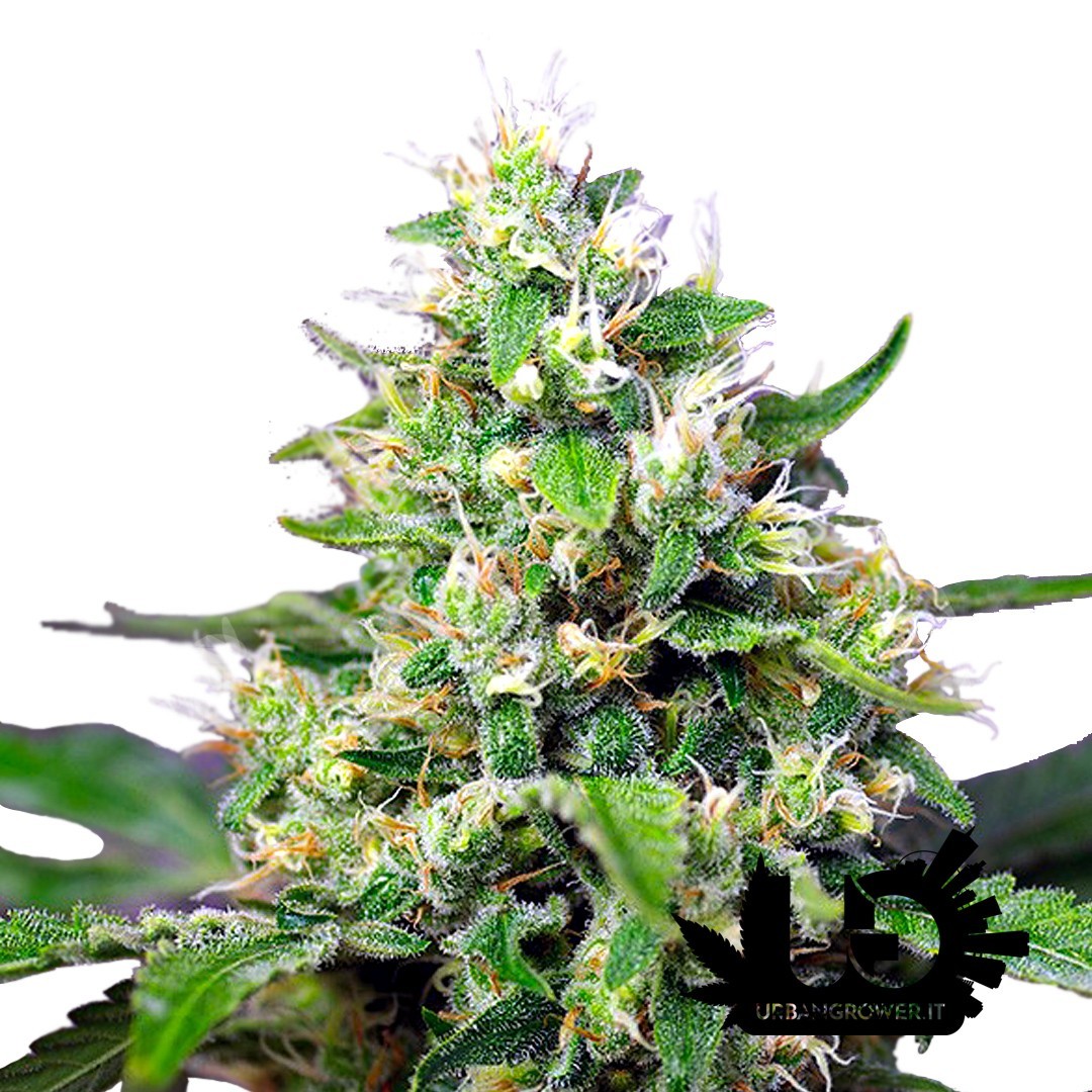 Sweet Seeds - Sweet Amnesia Haze XL Auto - Semi autofiorenti