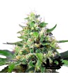 Sweet Seeds - Sweet Amnesia Haze XL Auto - Autoflowering Seeds