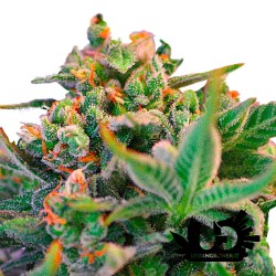 Sweet Seeds - Sweet Cheese - Feminized Seeds