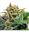 Sweet Seeds - Sweet Cheese - Feminized Seeds