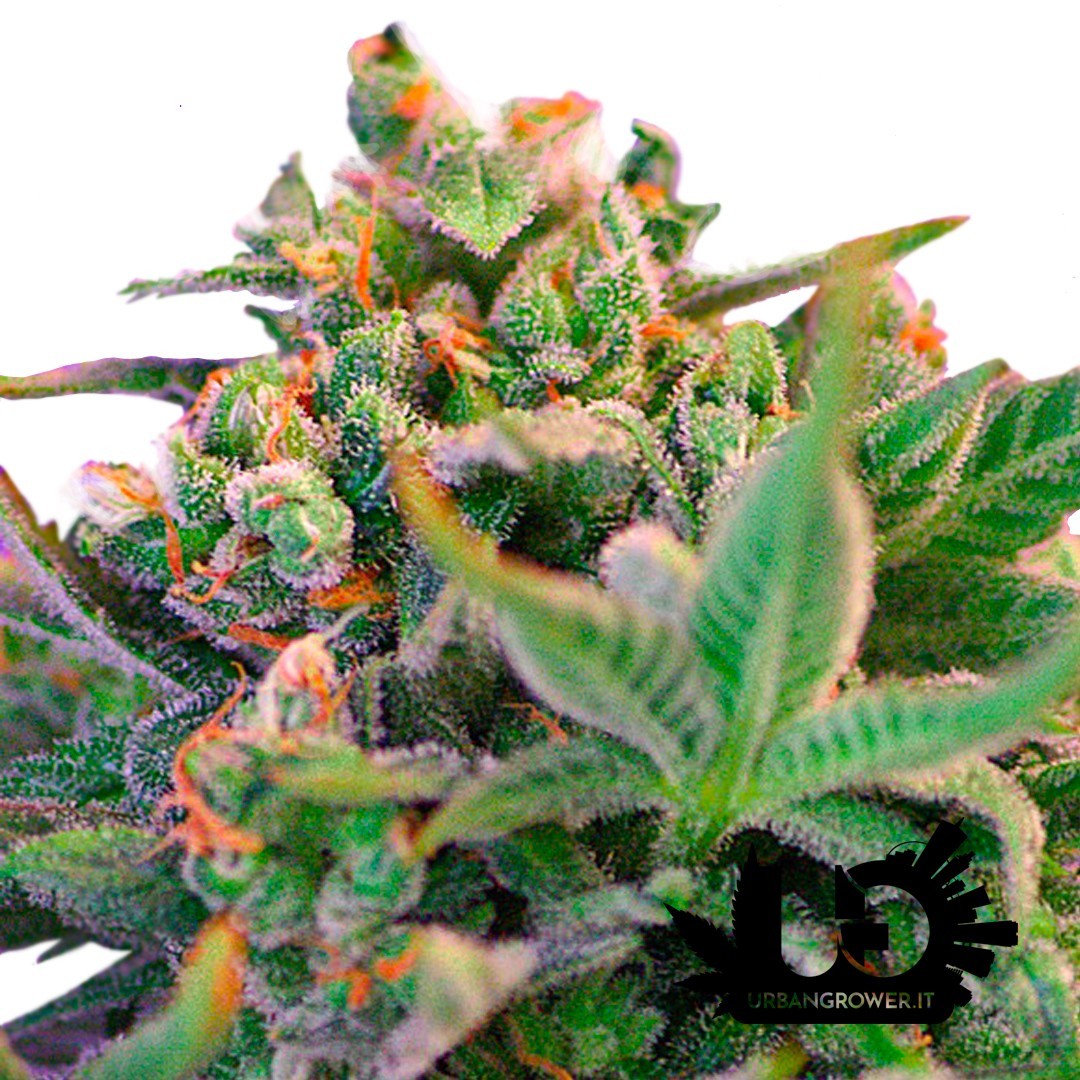 Sweet Seeds - Sweet Cheese F1 Fast Version - Feminized Seeds