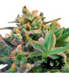 Sweet Seeds - Sweet Cheese F1 Fast Version - Feminized Seeds