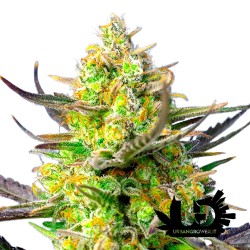 Sweet Seeds - Sweet Cheese XL Auto - Autoflowering Seeds