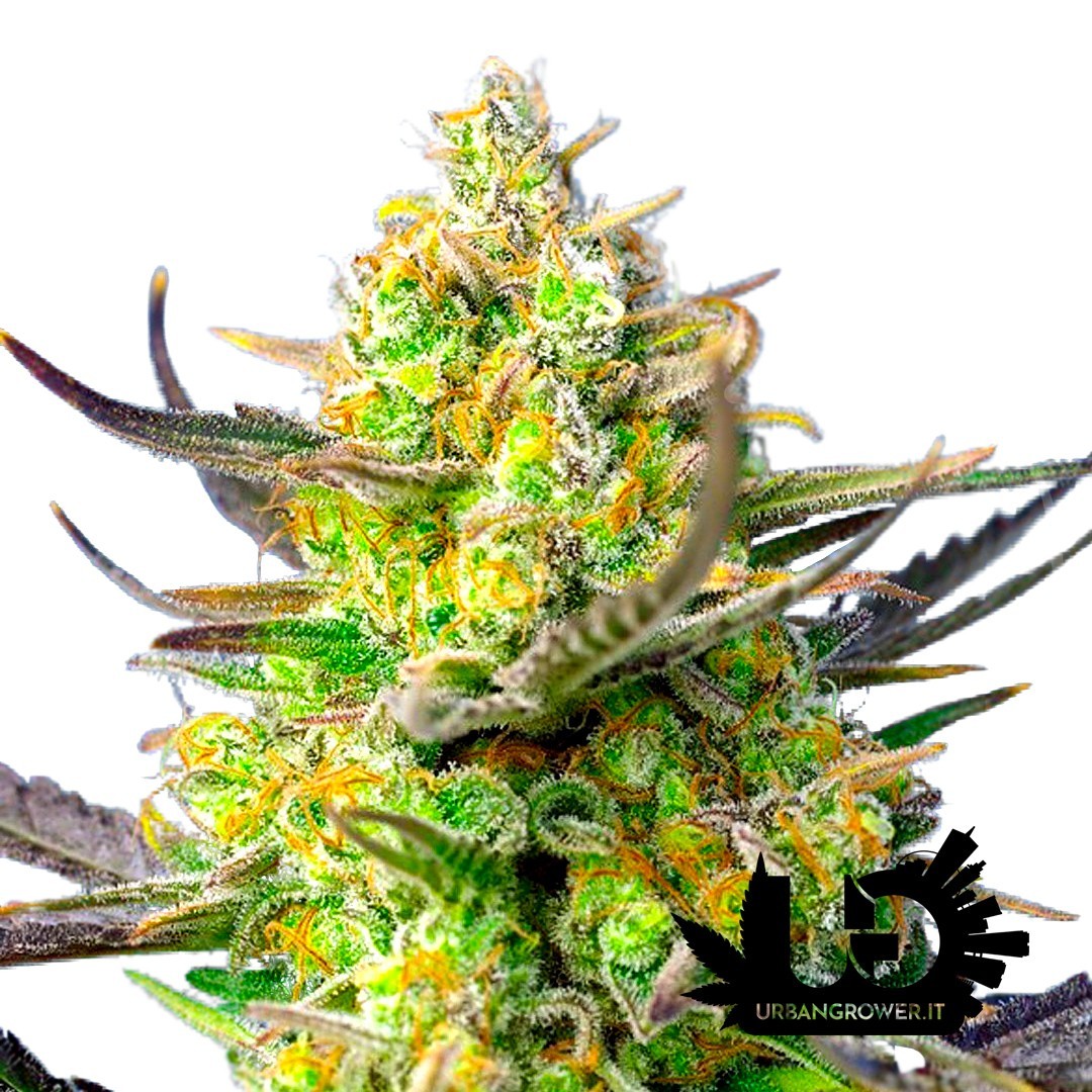 Sweet Seeds - Sweet Cheese XL Auto - Semi autofiorenti