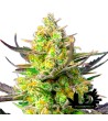 Sweet Seeds - Sweet Cheese XL Auto - Autoflowering Seeds