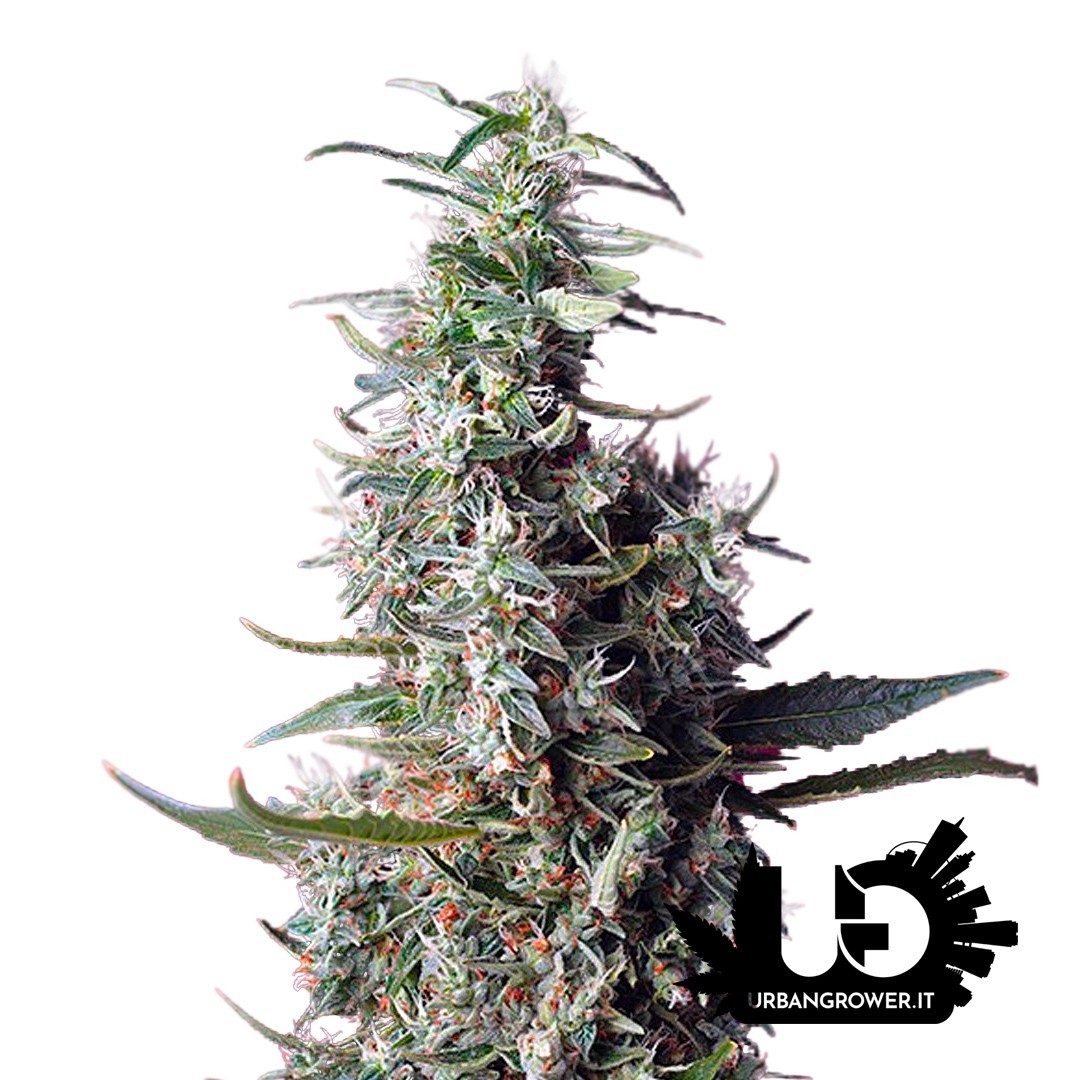 Sweet Seeds - Sweet Cherry Pie - Feminized Seeds