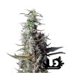 Sweet Seeds - Sweet Cherry Pie - Feminized Seeds