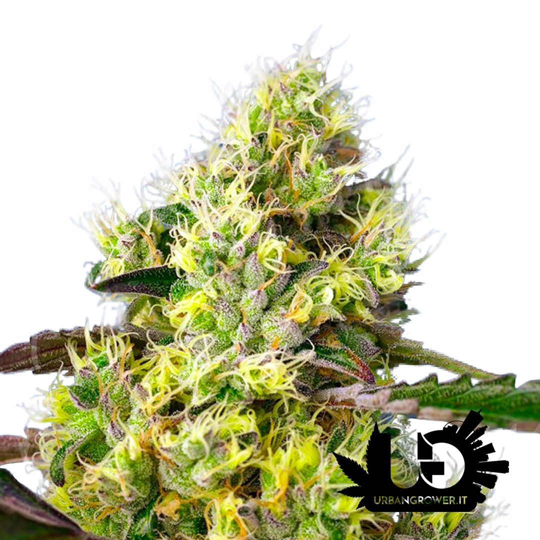 Sweet Seeds - Sweet Gelato Auto - Autoflowering Seeds