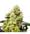 Sweet Seeds - Sweet Gelato Auto - Autoflowering Seeds