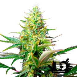 Sweet Seeds - Sweet Pure Auto CBD - Autoflowering Seeds