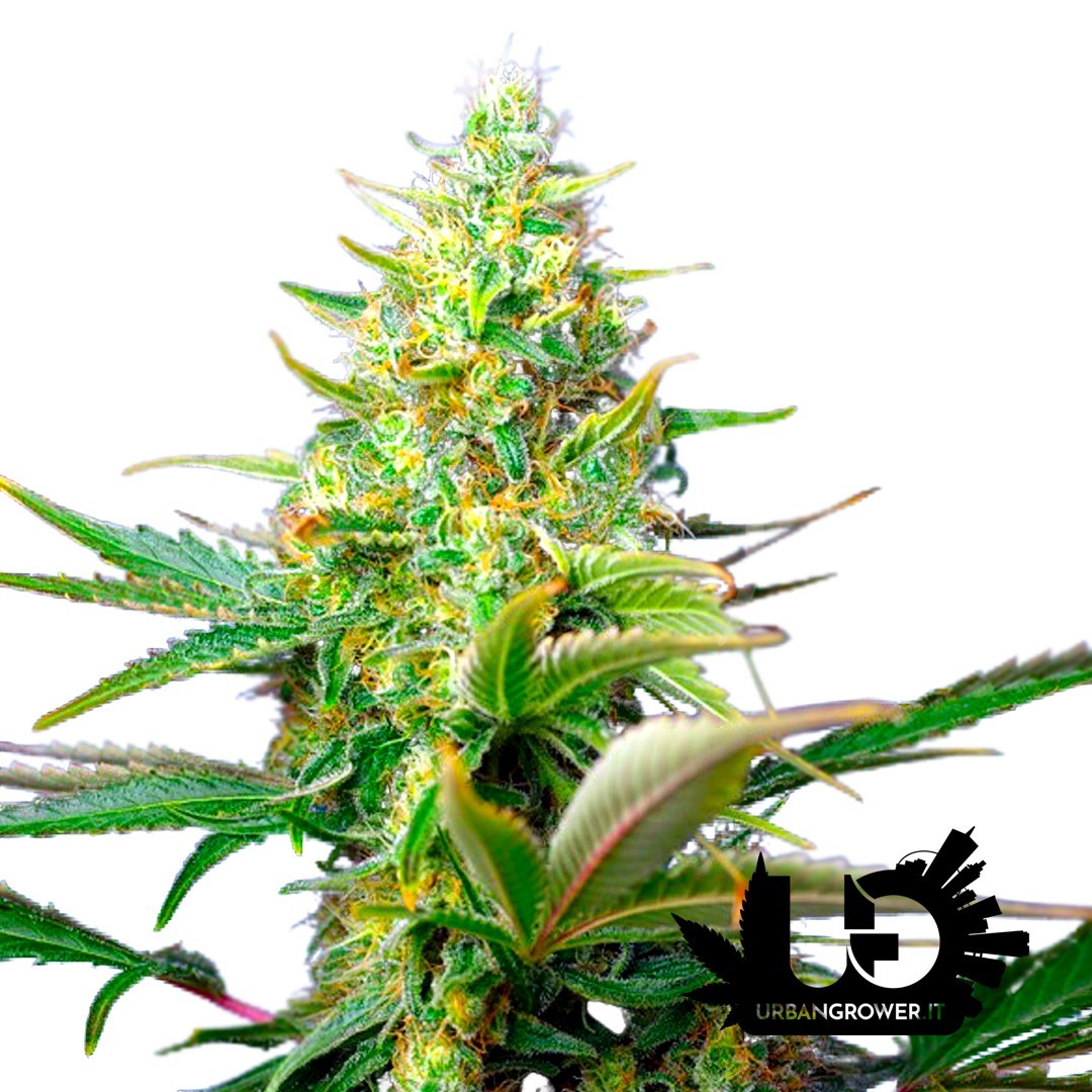 Sweet Seeds - Sweet Pure Auto CBD - Semi autofiorenti