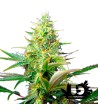 Sweet Seeds - Sweet Pure Auto CBD - Semi autofiorenti