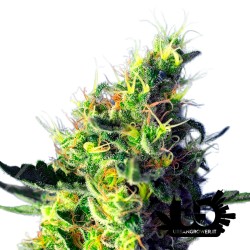 Sweet Seeds - Sweet Pure CBD - Feminized Seeds