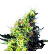 Sweet Seeds - Sweet Pure CBD - Feminized Seeds