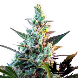 Sweet Seeds - Sweet Skunk F1 Fast Version - Feminized Seeds