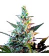 Sweet Seeds - Sweet Skunk F1 Fast Version - Semi femminizzati